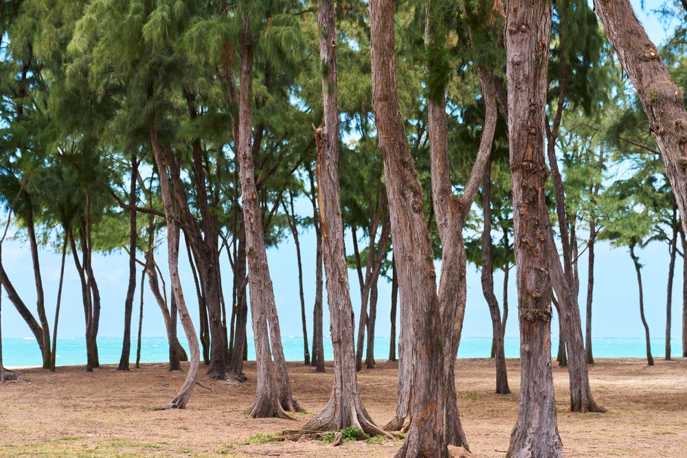 Pine trees with green foliage stand on sandy ground by the turquoise ocean water on a clear day, Hawaii, USA.