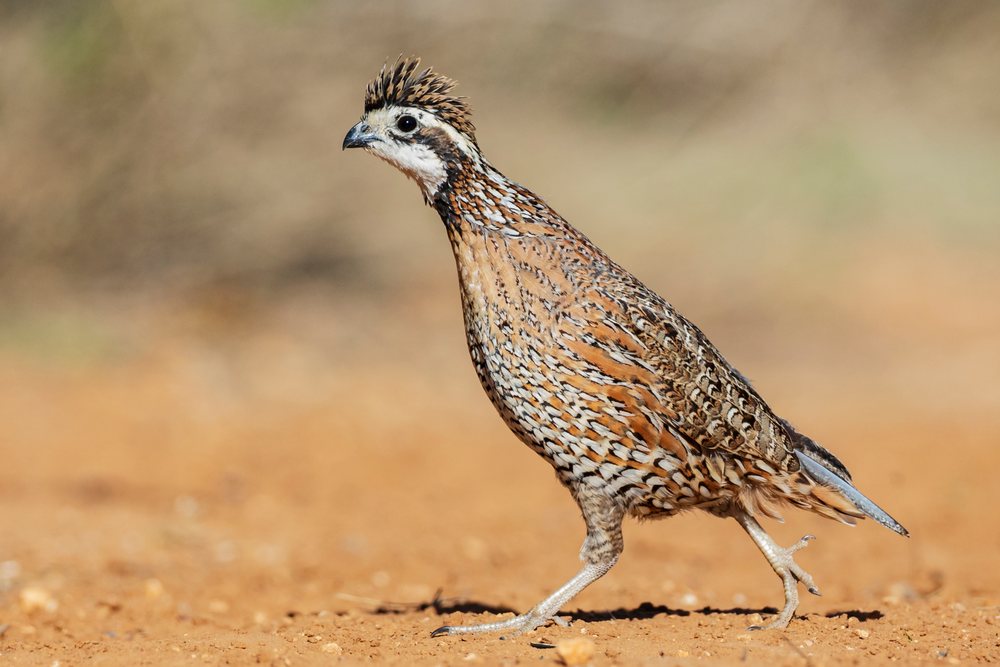 Bobwhite Quail walking on dry ground with natural low vegetation at Santa Clara Ranch, Wildlife, McCook, Texas, USA.