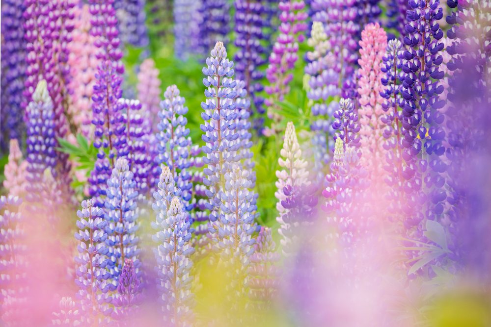 Multiple lupine flowers in purple, pink, and blue densely cover a colorful wildflower field, Landscape, Wildlife, Lifestyle, Summerford, Newfoundland & Labrador, Canada.