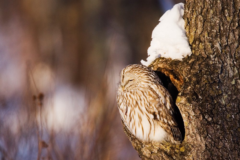 Ural owl resting inside a tree hollow with snow in a winter woodland, Japan, Asia.