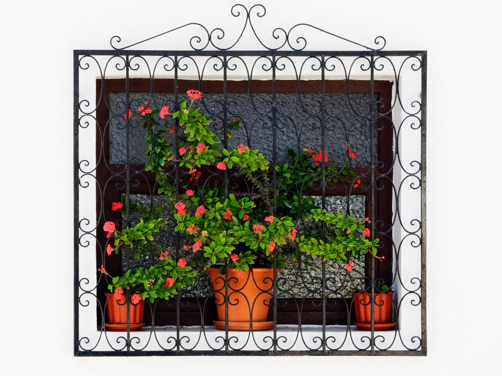 Three terracotta pots with green leafy plants and small red flowers sit behind an ornate iron grill on a textured glass window framed by a white wall, Atlea, Valencia, Spain.