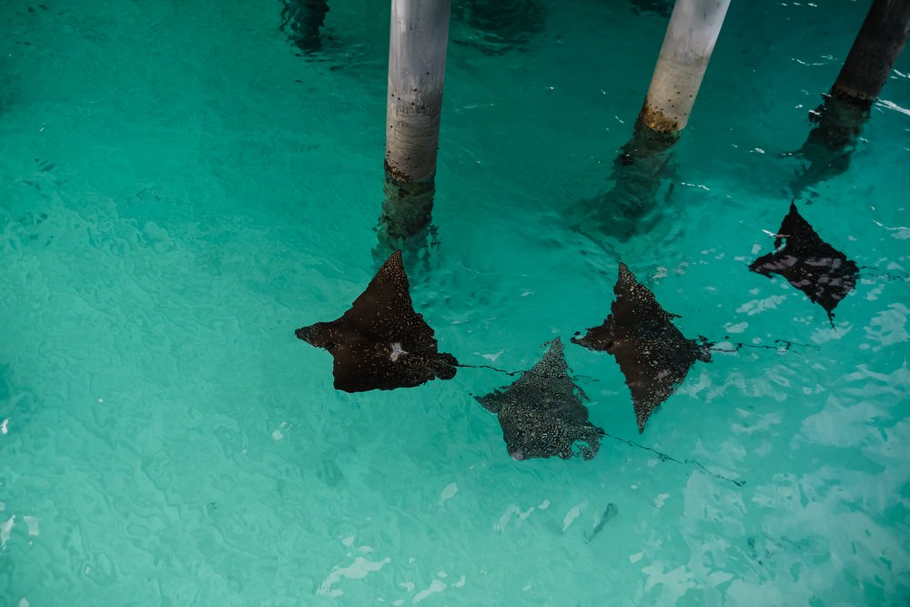 A group of spotted eagle rays swim together in clear water