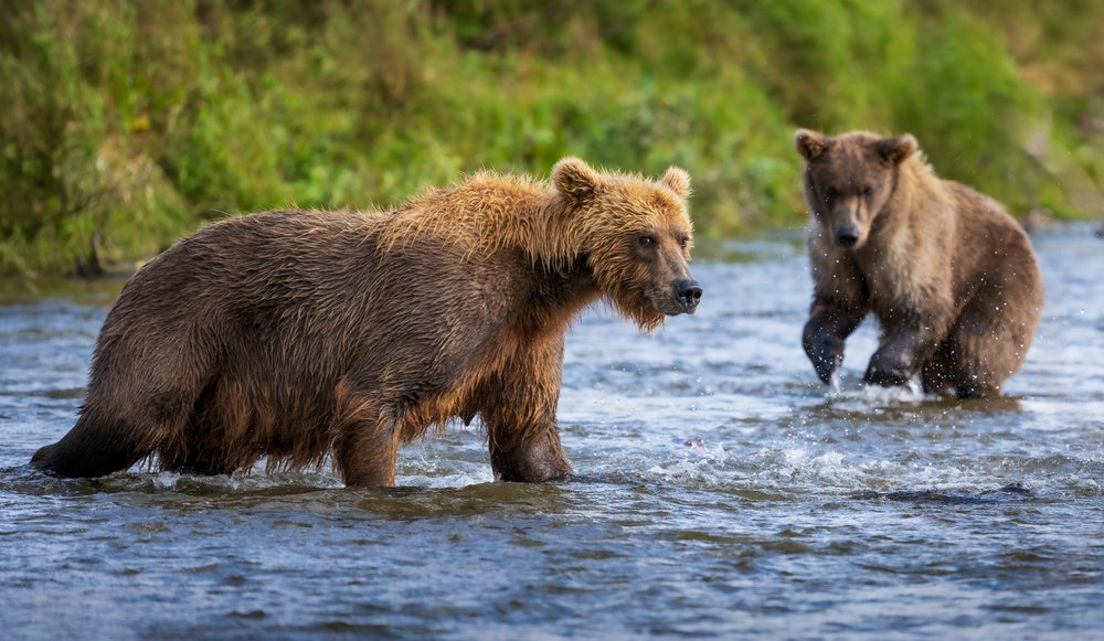 Two Alaskan brown bears wading in shallow river water, Katmai National Park, Alaska, USA.
