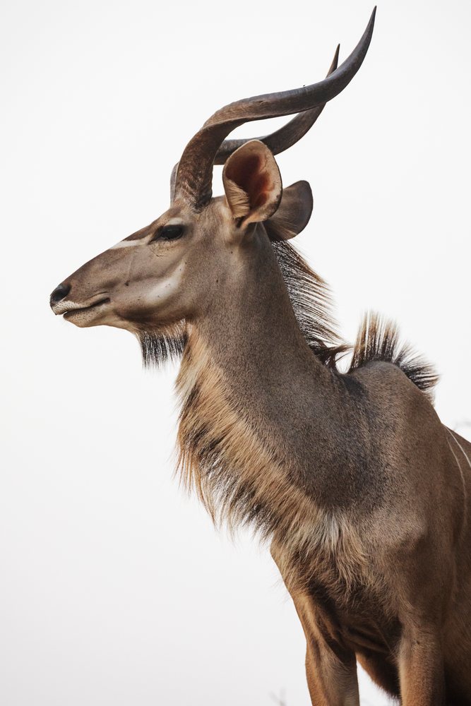 Portrait of a Kudu antelope with twisted horns and brown fur, Wildlife, Mfuwe, South Luangwa National Park, Zambia.