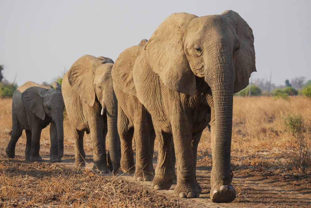 Herd of elephants with adults and calves walk along a dry savanna path, Wildlife, Mfuwe, South Luangwa National Park, Zambia.