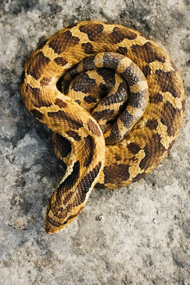 Coiled hognosed snake with brown and yellow patterned scales rests on a rough rocky surface, wildlife, Texas, USA.