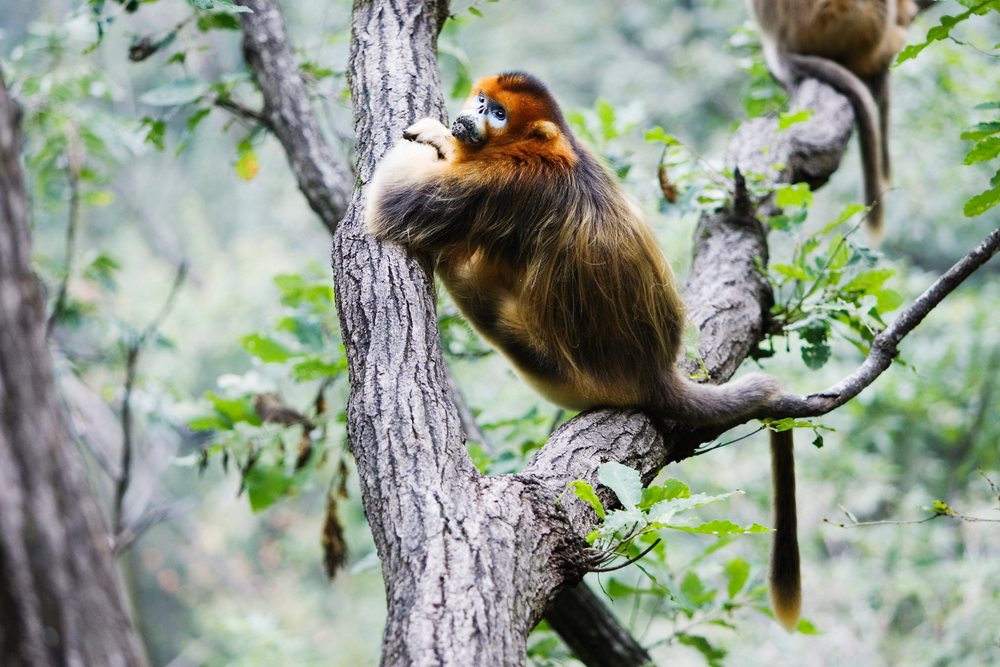 Golden monkey with orange and brown fur is perched on a tree branch, Zhouzhi National.