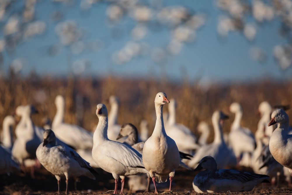 Snow Geese flock in a natural Corn Field habitat at Ladd S Gordon Waterfowl Complex, during migration, landscape, wildlife, Bernardo Waterfowl Management Ar, New Mexico, USA.