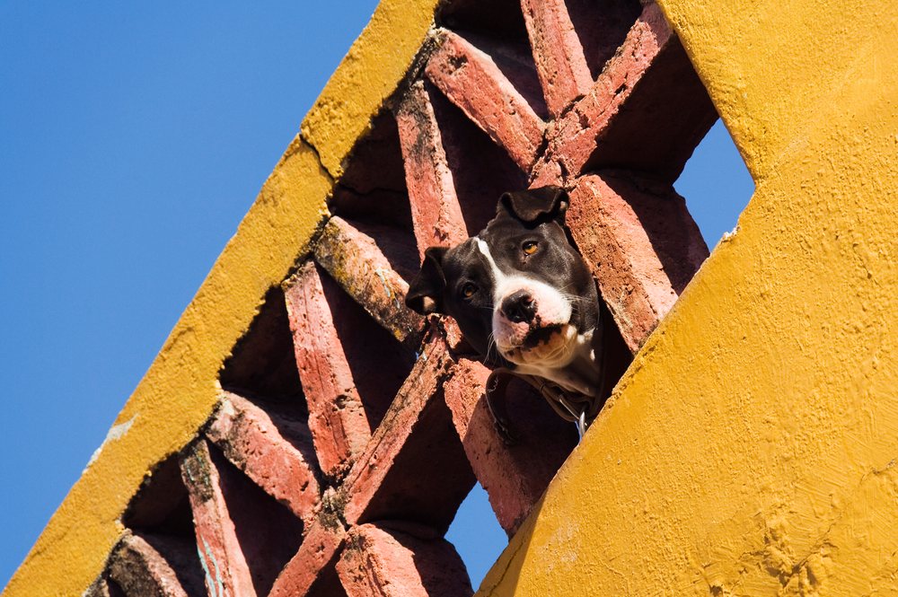 Black and white dog wearing a collar peeks through a brick lattice window in a yellow wall on a sunny day, Guanajuato, Mexico.