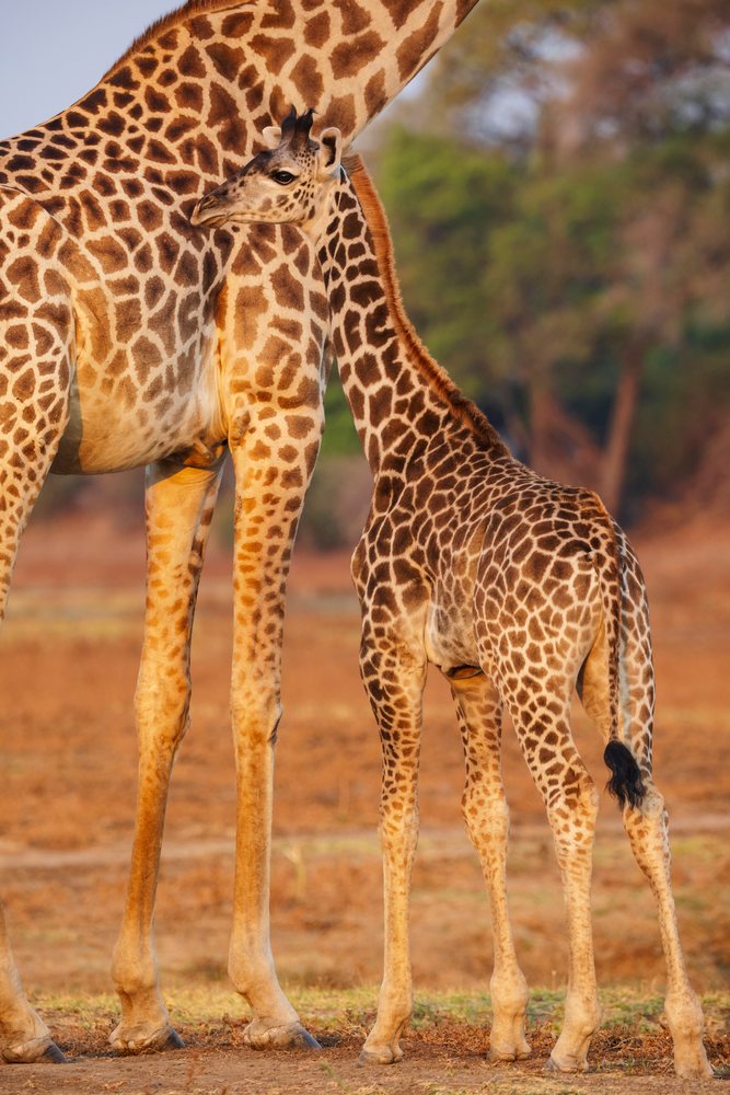 Juvenile Giraffe nuzzles mother Giraffe in natural savannah habitat, Wildlife, Mfuwe, South Luangwa National Park, Zambia.