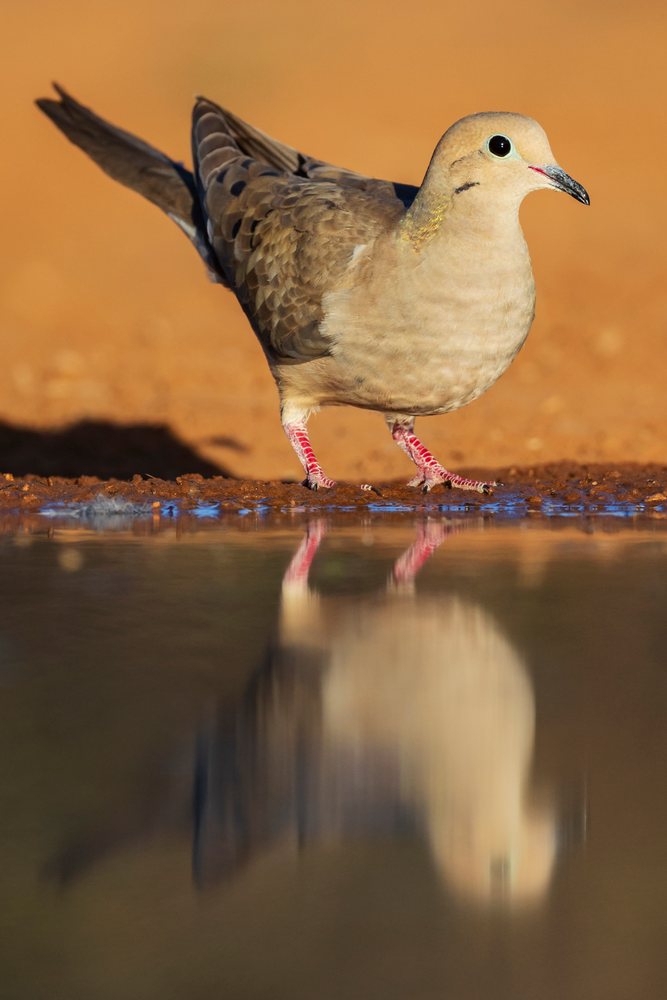Mourning dove stands at a waterhole reflecting in the water on Santa Clara Ranch in South, Wildlife, McCook, Texas, USA.