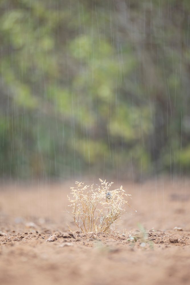Rain falls on dry plants and brown arid soil at Santa Clara Ranch, Wildlife, Rio Grande City, Texas, USA.