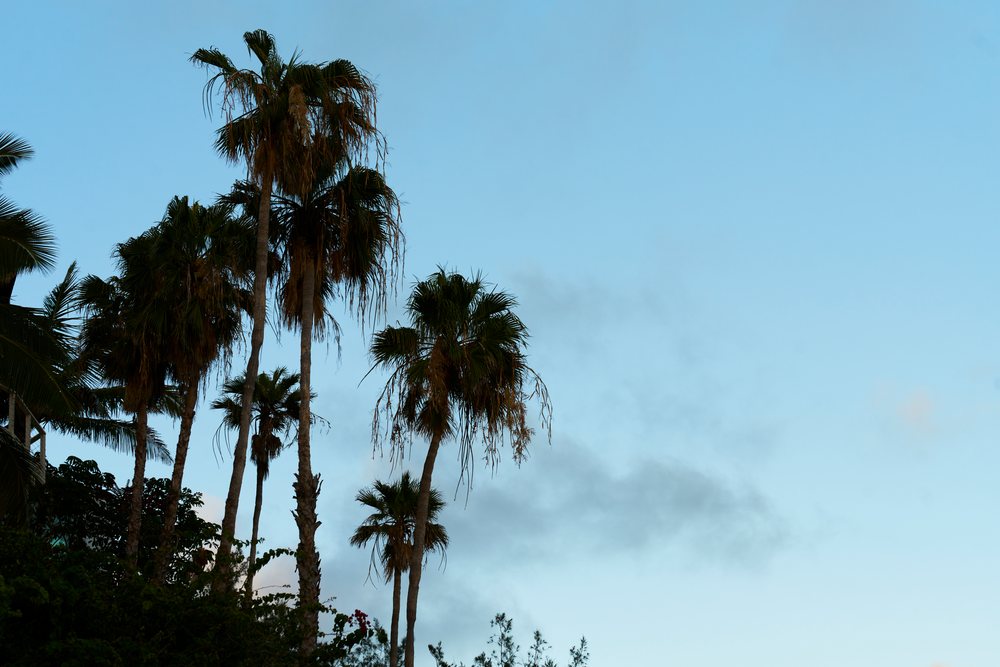 Palm trees with green foliage stand tall under a clear blue sky with scattered clouds, Oahu, Hawaii, USA.