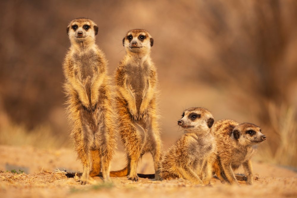 Four meerkats standing and sitting on desert ground at Sunrise near Vanzylsrus in the Kalahari Desert, Wildlife, Northern Cape, South Africa.