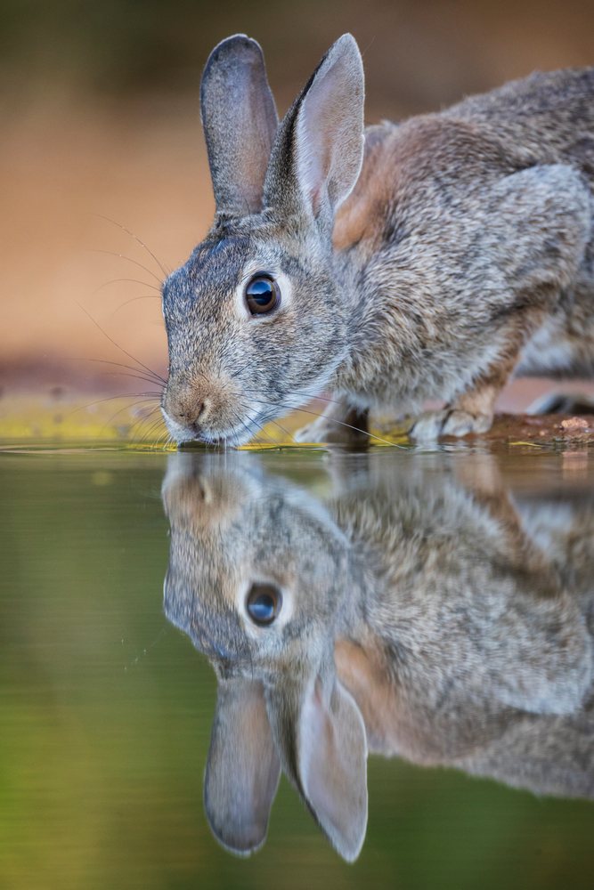 Cottontail Rabbit drinks water, with its clear reflection visible on the surface at Santa Clara Ranch, Wildlife, Rio Grande City, Texas, USA.