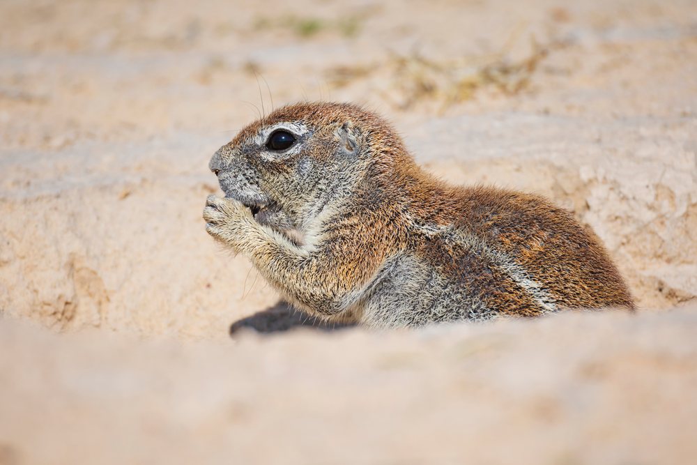 African Ground Squirrel resting and nibbling in sandy terrain at Kalahari Research Center, Wildlife, Vanzylsrus, Northern Cape, South Africa.