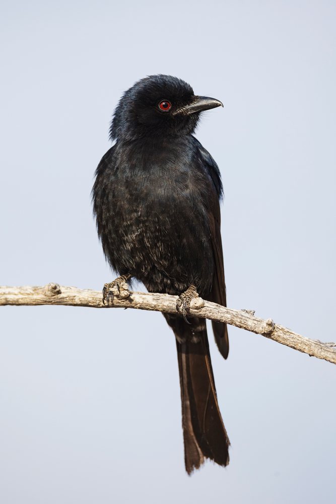 Fork-tailed drongo with red eyes perches on a dry branch in the Kalahari Desert, Wildlife, Vanzylsrus, Northern Cape, South Africa.