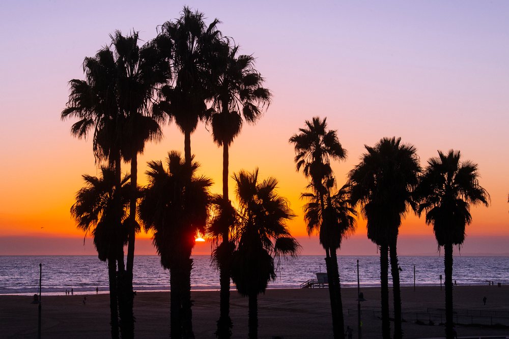 Palm trees silhouetted against a vibrant sunset over the ocean at Santa Monica beach, CA, USA.
