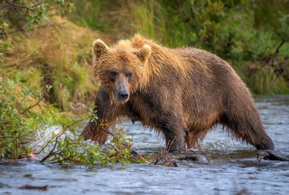 Alaskan Brown bear fishing in a river surrounded by greenery, Katmai National Park, Alaska, USA.