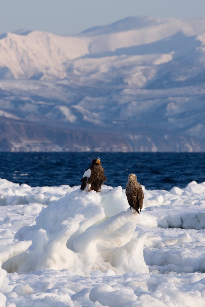 Two large eagles, a Steller's sea eagle and a white-tailed eagle, perch on an ice floe with snow-covered mountains behind them, Nemuro Channel, Shiretoko.
