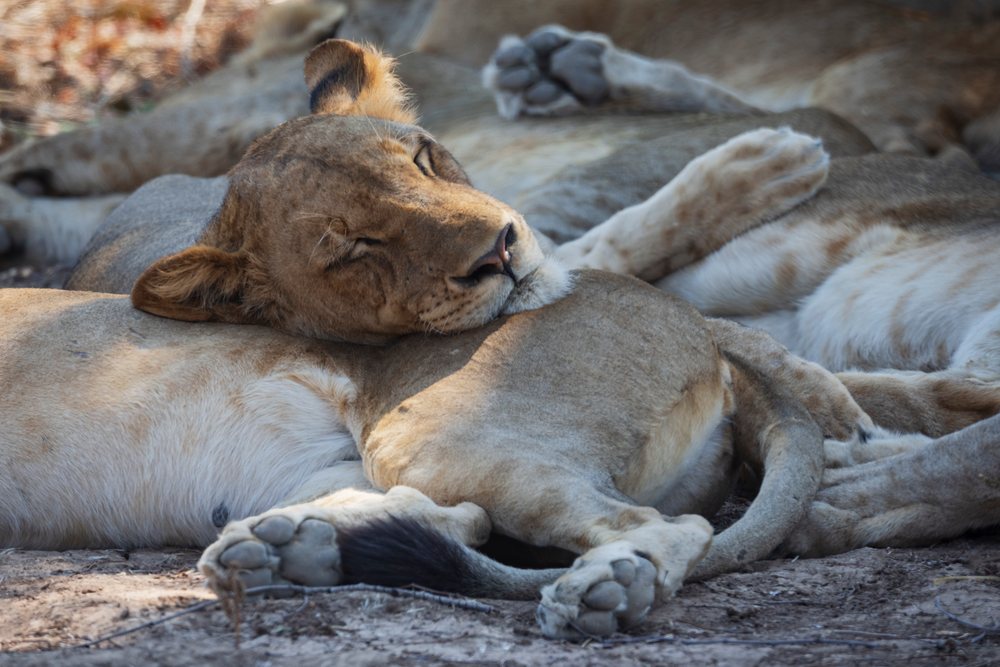 Multiple Lions sleeping closely together outdoors in the wild, Wildlife, Mfuwe, South Luangwa National Park, Zambia.