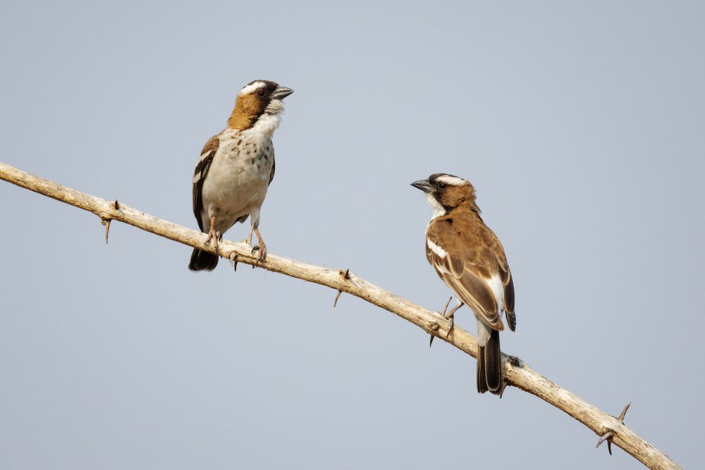 Two white-browed sparrow weavers perched on a thorny branch with clear sky background, Wildlife, Mfuwe, South Luangwa National Park, Zambia.