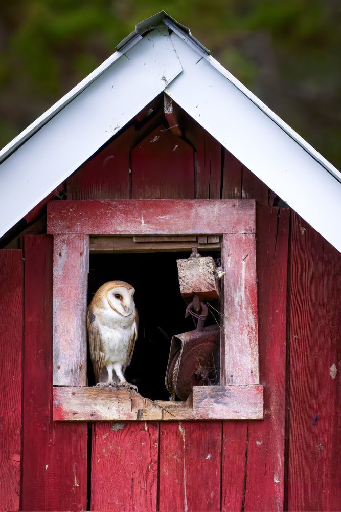 Barn owl perches inside the window frame of an old red wooden barn.