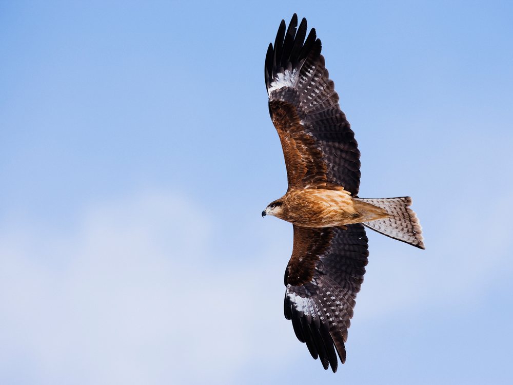 White-tailed eagle soaring in a clear blue sky over, Hokkaido, Japan.