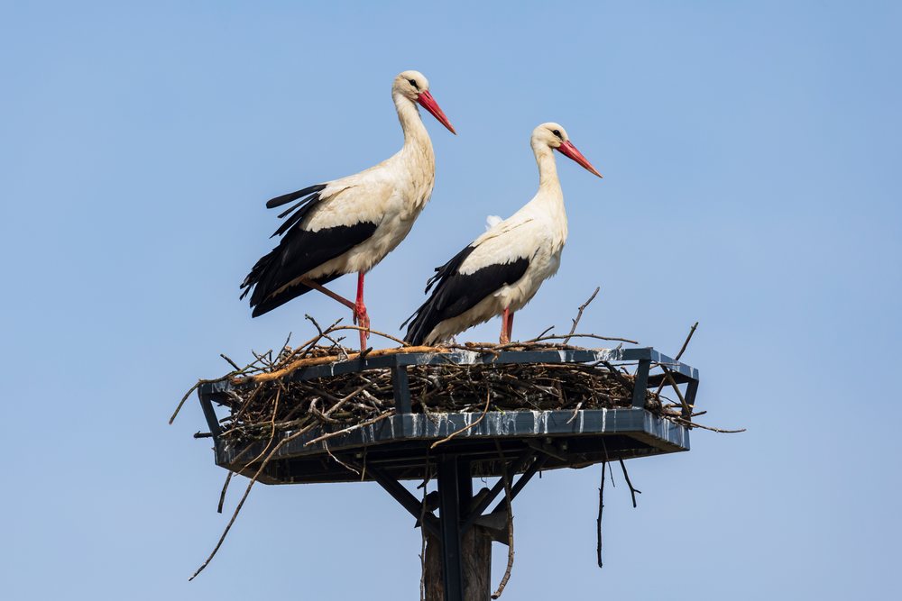 Two white storks with black wings and long red beaks perch on a large twig nest atop a metal platform in Slovenia against a clear blue sky, landscape, cityscape.