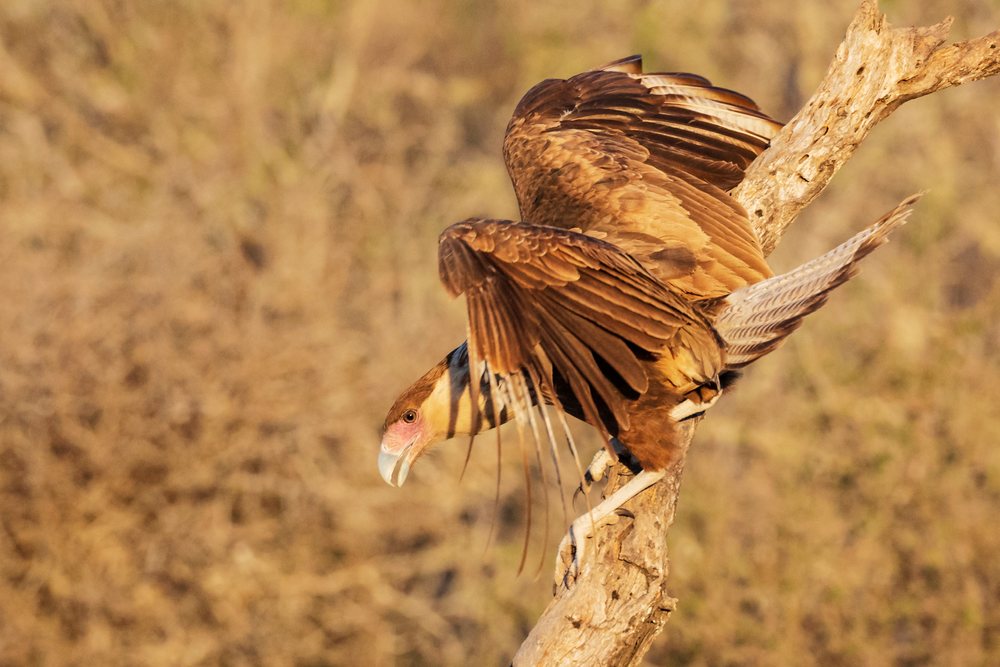 Juvenile Crested Caracara with brown feathers and white beak spreads wings while perched on a Dead Tree branch at Santa Clara Ranch, Wildlife, McCook, Texas, USA.