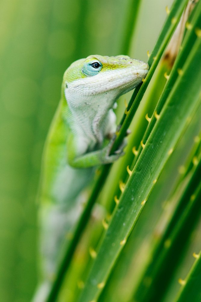 Green anole lizard with detailed scales and vibrant green color is perched on a leaf, wildlife, Texas, USA.