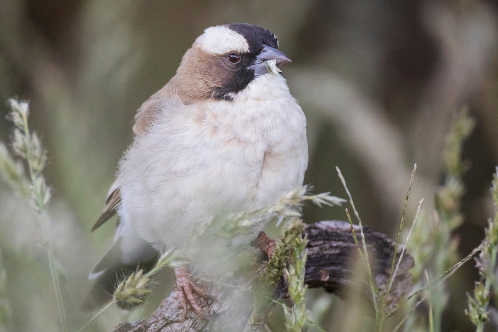 White-Browed Sparrow Weaver perched on a branch, landscape, wildlife, Windhoek, Khomib Region, Namibia.