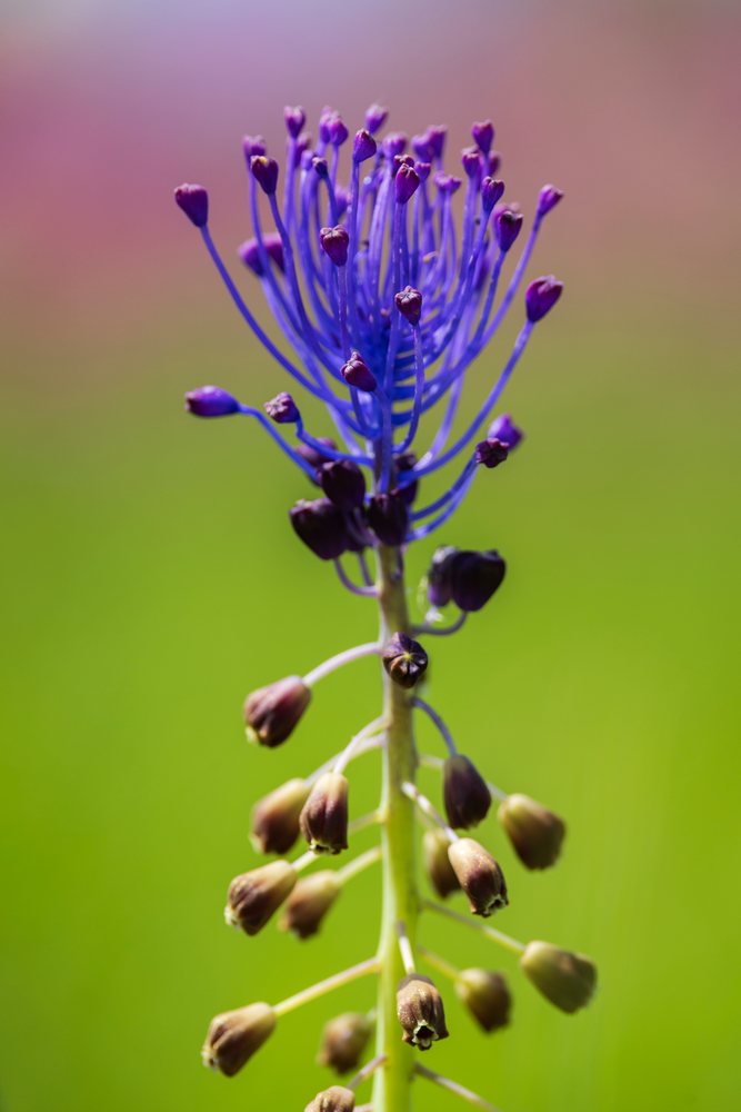 Tassel Hyacinth flower with purple blooms growing outdoors, against a blurred green background, Ricadi, Calabria, Italy.