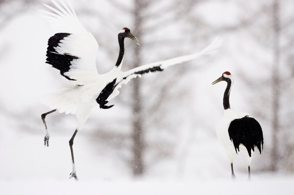 Two red crowned cranes in a snowy outdoor winter setting, one standing and one with wings extended, Hokkaido, Japan.