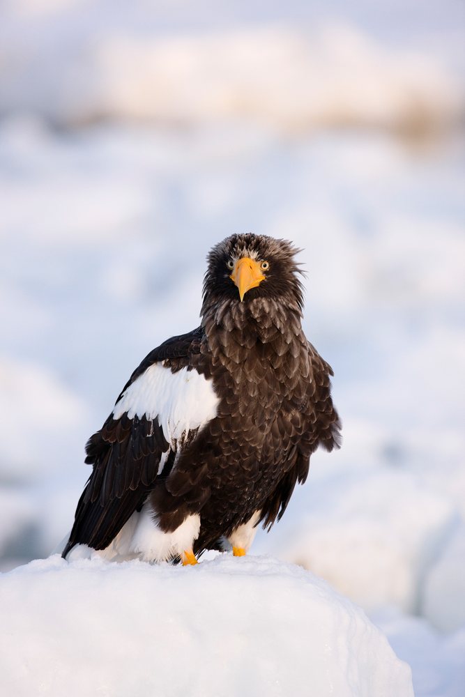 Steller's sea eagle perched on snow, showing detailed feathers and yellow beak, Hokkaido, Japan.
