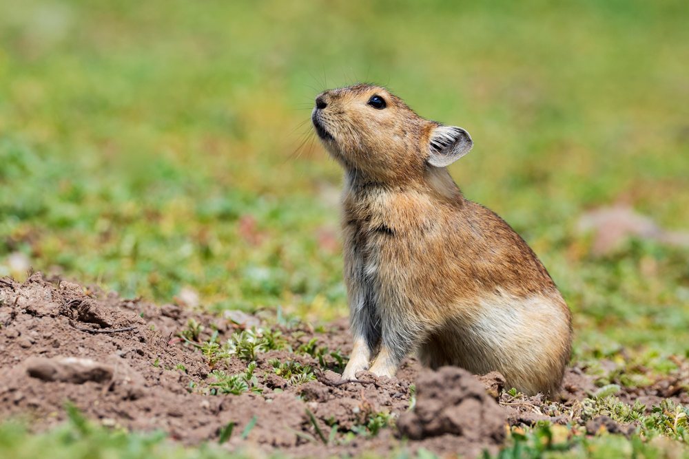 Plateau Pika (Ochotona curzoniae) in natural alpine meadow habitat of Kham Tibet, China, Sichuan Province, People's Republic of China.