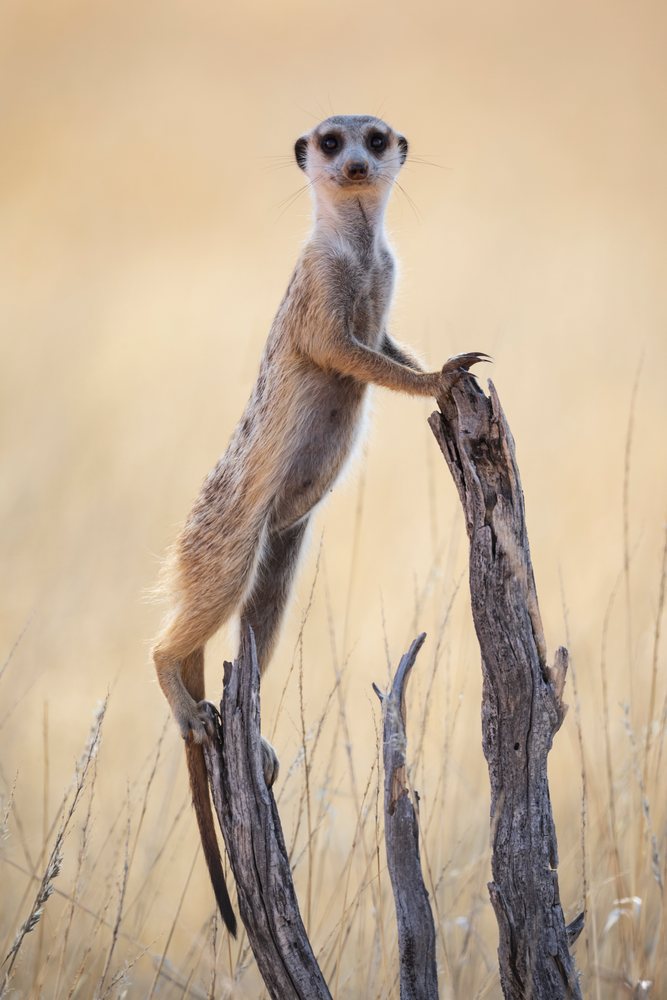 Meerkat standing upright on a wooden stump amid dry grass in the Kalahari Desert, Wildlife, Vanzylsrus, Northern Cape, South Africa.