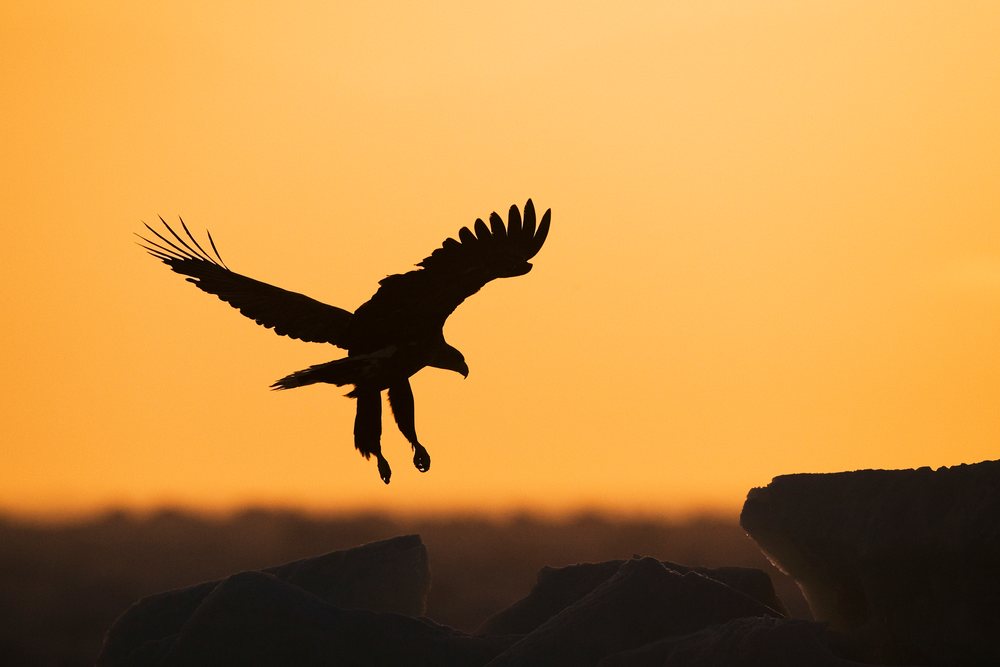 Silhouette of a white-tailed eagle flying above rocks at sunset, winter, wildlife, Japan, Asia.