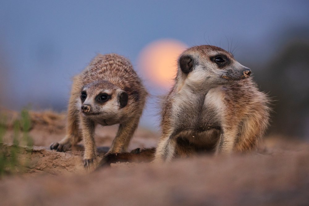 Two meerkats stand alert on sandy desert soil with the moon rising behind them at the Kalahari Research Center, Wildlife, Vanzylsrus, Northern Cape, South Africa.