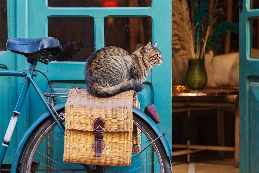 Tabby cat resting on a wicker basket attached to a vintage bicycle outside a green door with glass panes, Lifestyle, Landscape, Culture, Marrakech, Marrakesh-Safi Region, Morocco.