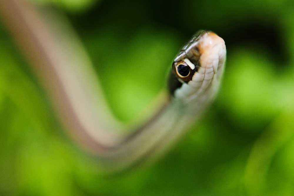 Close-up of a ribbon snake in its natural Texas outdoor wildlife environment with green background, USA.