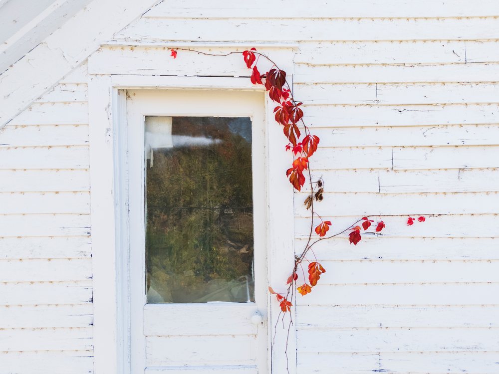 White wooden door with glass pane and red Virginia creeper climbing on a weathered white siding wall, along Route 66, Americana, Historic, Newburg, Missouri, USA.
