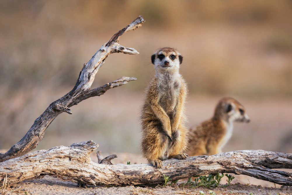 Meerkat stands upright on a dry dead branch in its natural arid habitat at the Kalahari Research Center, Wildlife, Vanzylsrus, Northern Cape, South Africa.