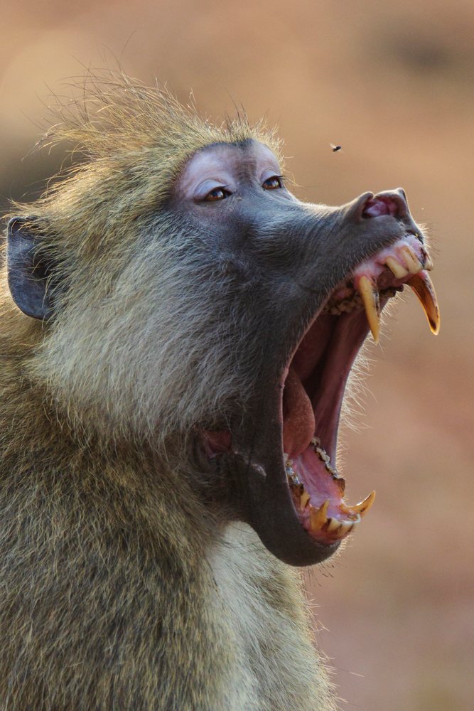 Baboon with open mouth showing large canine teeth and visible tongue, Wildlife, Mfuwe, South Luangwa National Park, Zambia.