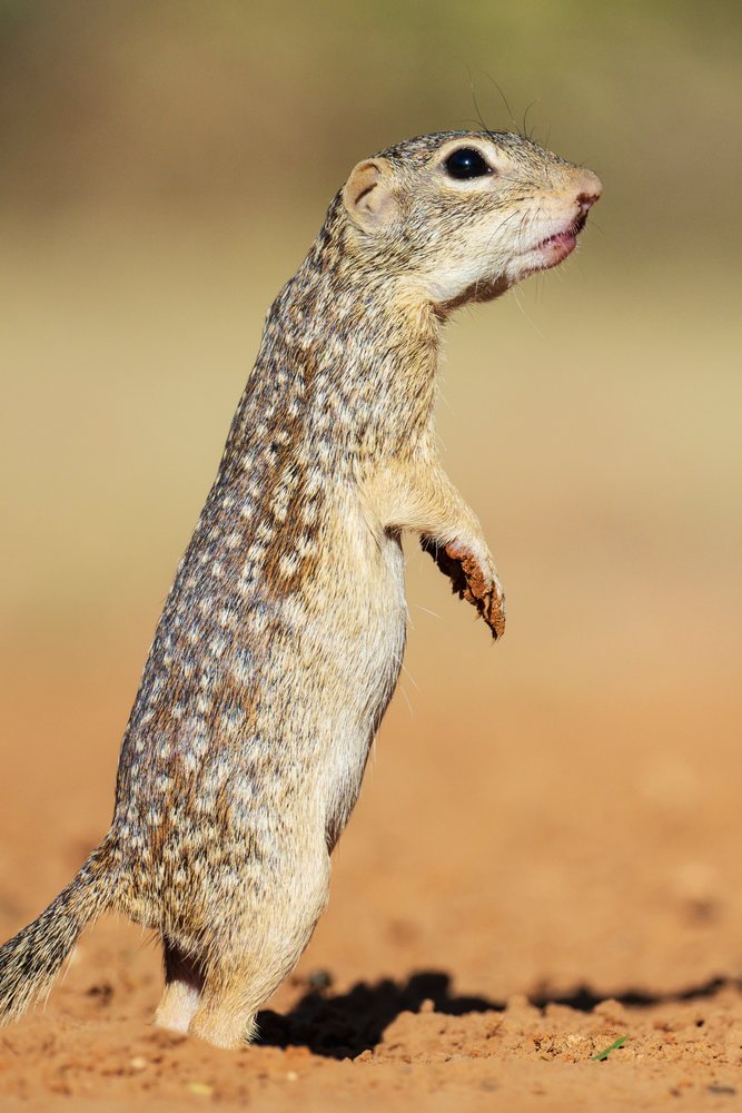 Mexican Ground Squirrel standing alert upright on dry soil at Santa Clara Ranch, Wildlife, Rio Grande City, Texas, USA.