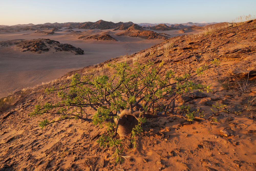 Comifera plant with green leaves growing on a rocky hillside in the arid Hoanib River Valley, at sunset, landscape, wildlife, Kunene Region, Namibia.
