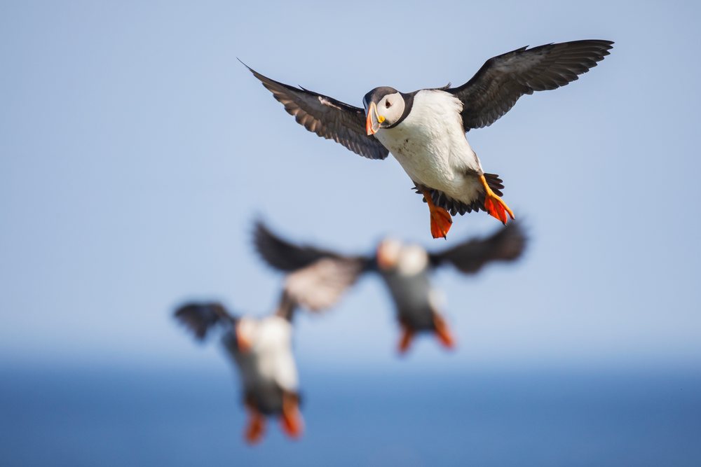 Puffin in sharp focus flies with wings spread over the sea and blue sky, with other puffins blurred in the background, Landscape, Cityscape, Lifestyle, Elliston, Newfoundland & Labrador, Canada.