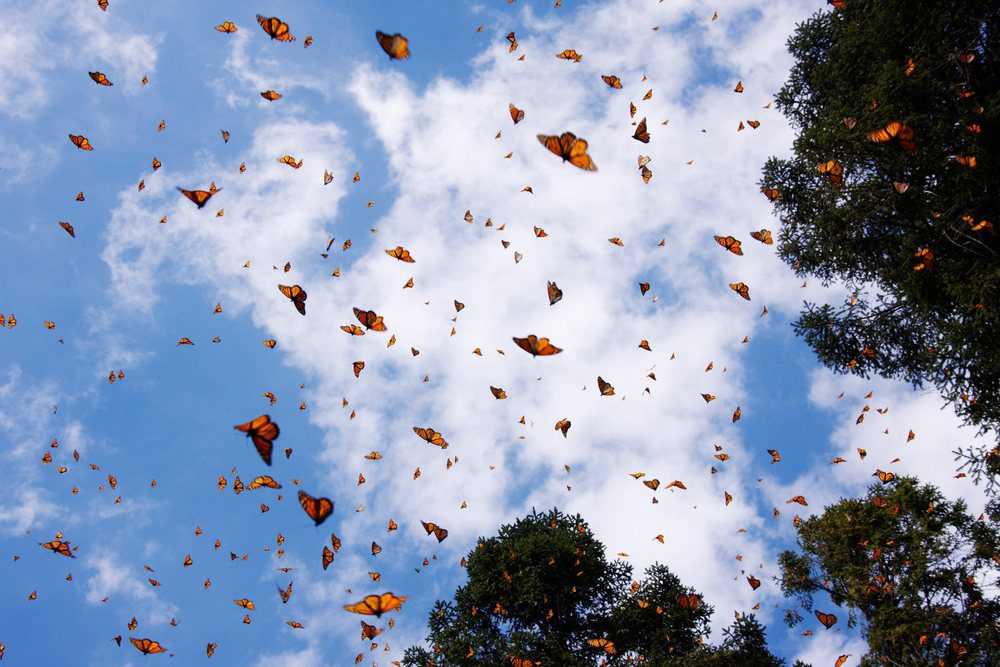 Monarch butterflies flying over pine trees under a partly cloudy blue sky, Michoacan, Mexico.