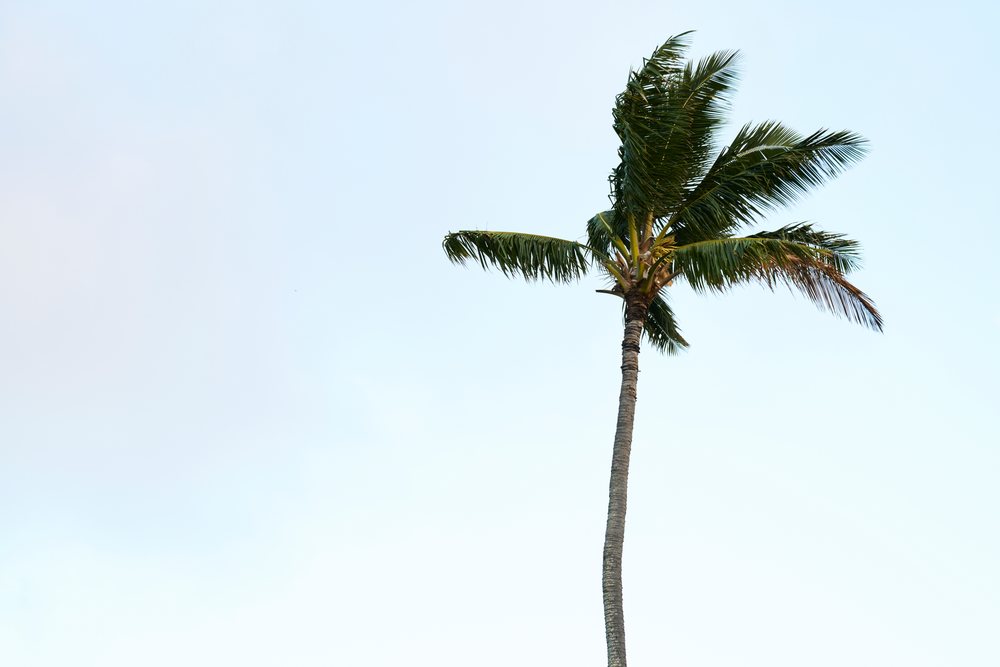 Tall palm tree with green leaves stands against a clear blue sky, Oahu, Hawaii, USA.