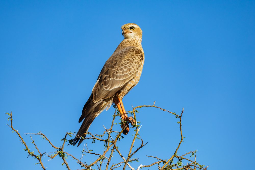 Juvenile Pale Chanting Goshawk perches on a thorn bush under a clear blue sky in Etosha National Park, landscape, wildlife, Dolomite Camp, Kunene Region, Namibia.